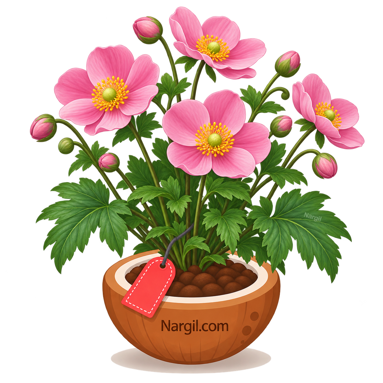 Nargil_Anemone Hupehensis